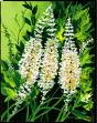 Black cohosh, Actaea racemosa, Benefits of Black Cohosh, Cimicifuga racemosa, where to find black cohosh